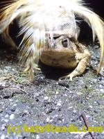 /home//u458753944/public_html/sourcegallery//Roxborough Toad Detour/2022/2022-03-19/P3190921.JPG